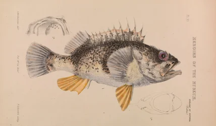Okoun říční, Helicolenus percoides